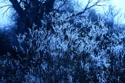 DSC_1005 (Large).JPG